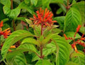 Firebush Seed Pods - 10+ Heirloom Scarlet Hamelia patens Seeds for Garden, Hummingbirds & Butterflies