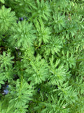 Parrot Feather Aquatic Plants 20 Pack Myriophyllum aquaticum Hardy Perennial for Ponds & Aquariums