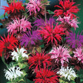 Bee Balm Seeds Mix - 25+ Flower Seeds for Pollinator Gardens - Monarda Didyma in Mixed Colors