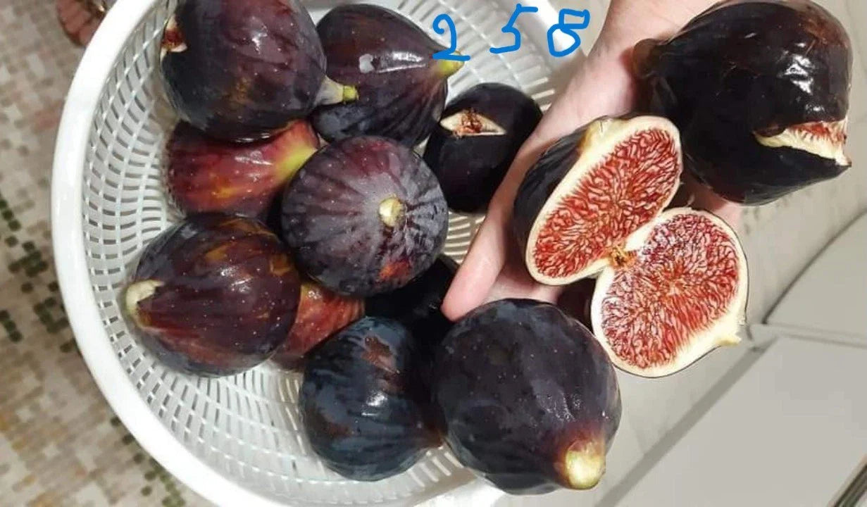 Italian 258 Fig Plant Cutting - Unrooted Ficus carica Propagation Material for Indoor & Outdoor Gardens