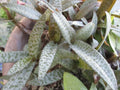 Drimiopsis Live Plants - Silver Squill, 4 Bulb Clusters, Indoor Houseplants, Ledebouria Socialis, Low-Maintenance Green and Silver Foliage