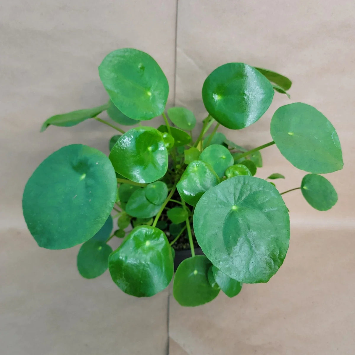 Pilea Peperomioides - Chinese Money Plant in 4" Pot - Easy Care Indoor Houseplant