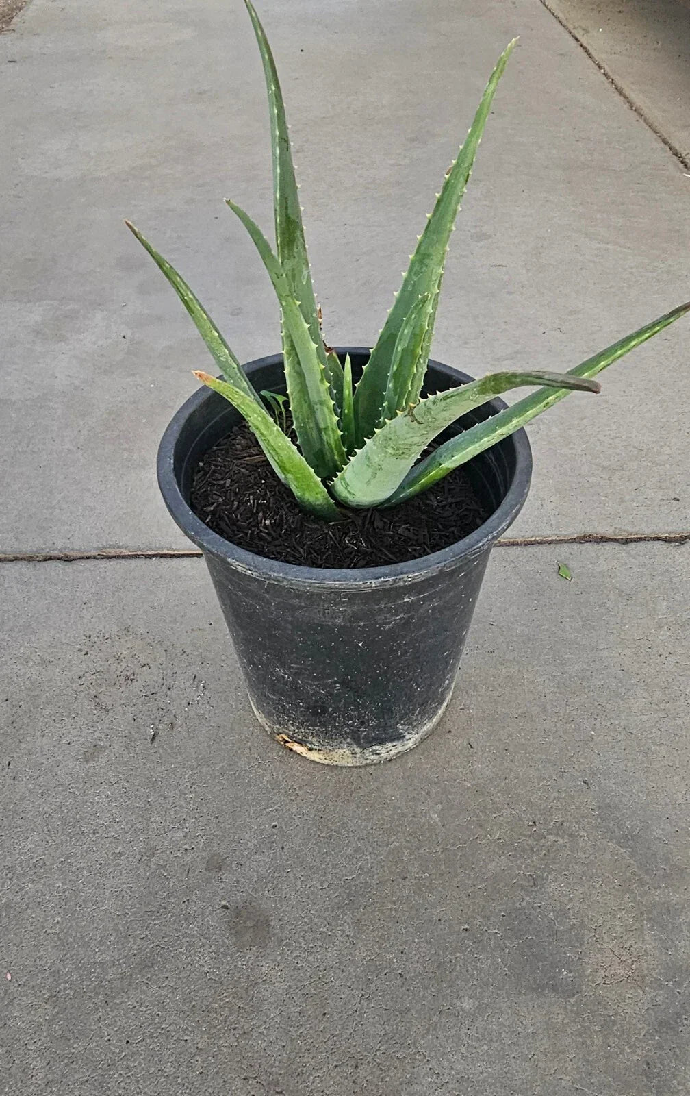 Aloe Vera Plant 5 Gallon Bare Root - Healthy Live Aloe barbadensis miller