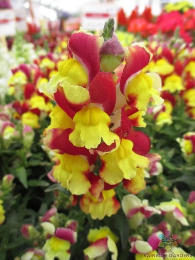 Snapdragon Seeds - 1000+ Snappy Red Yellow Antirrhinum majus Flower Seeds for Garden, Borders, Containers, Cut Flowers