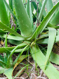 Aloe Vera Plant 14-18 Inch Organic Medicinal Succulent in Biodegradable Pot Aloe barbadensis miller