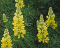 Yellow Lupine Seeds - Lupinus densiflorus aureus - Whitewhorl Garden Flower Seeds - Non-GMO, Easy to Grow, Pollinator Attracting