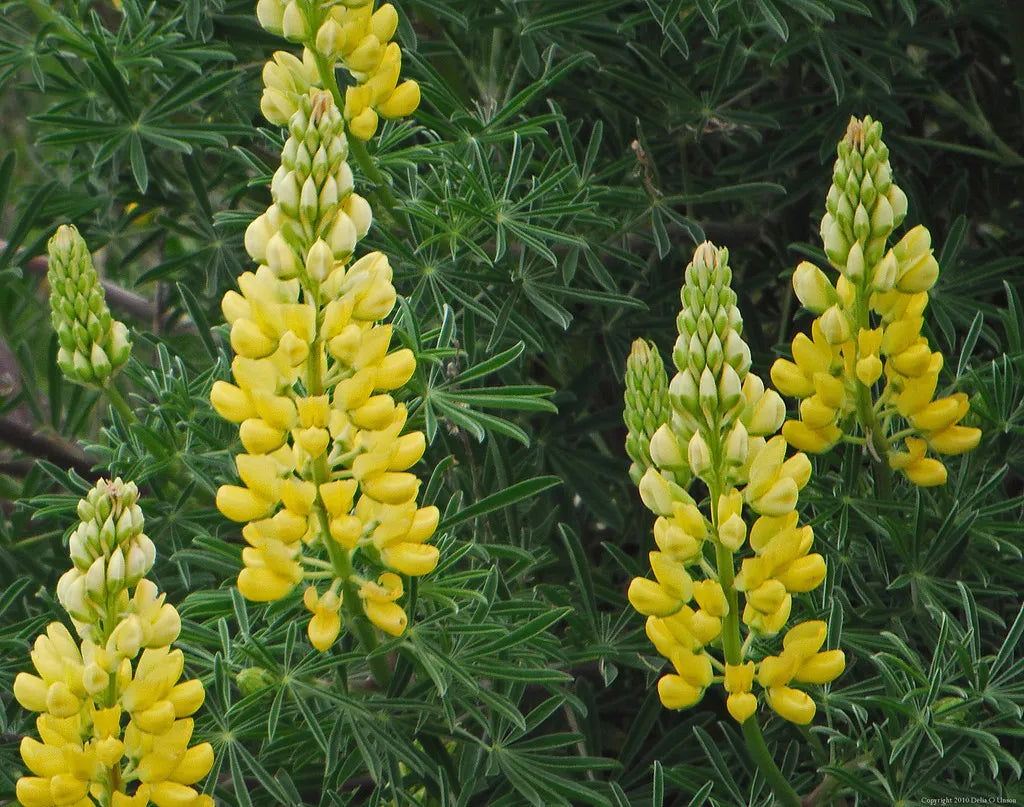 Yellow Lupine Seeds - Lupinus densiflorus aureus - Whitewhorl Garden Flower Seeds - Non-GMO, Easy to Grow, Pollinator Attracting