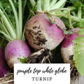 Turnip Seeds - 50 Heirloom Organic NON-GMO Purple Top White Globe Brassica rapa Vegetable Seeds