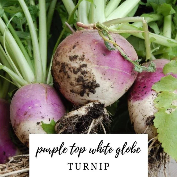 Turnip Seeds - 50 Heirloom Organic NON-GMO Purple Top White Globe Brassica rapa Vegetable Seeds