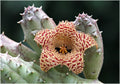 Huernia Erinacea Succulent in 3.5" Pot | Rooted Starfish Flowering Plant | Apocynaceae