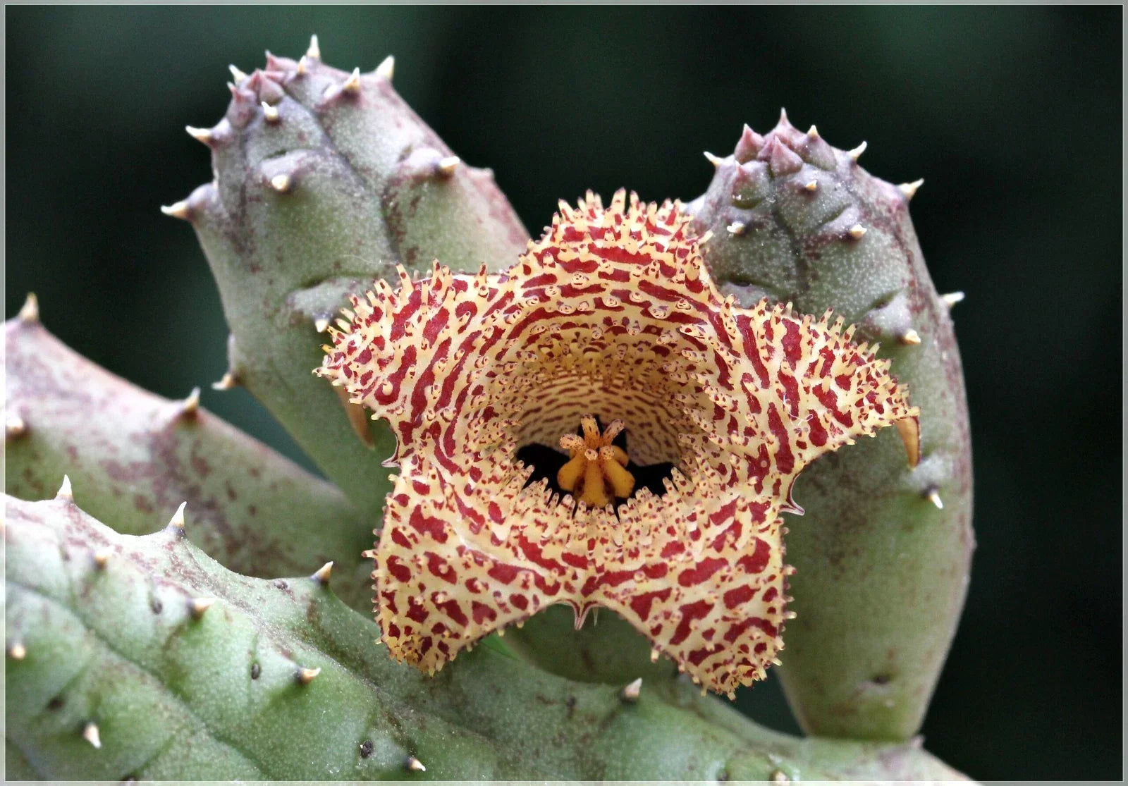 Huernia Erinacea Succulent in 3.5" Pot | Rooted Starfish Flowering Plant | Apocynaceae