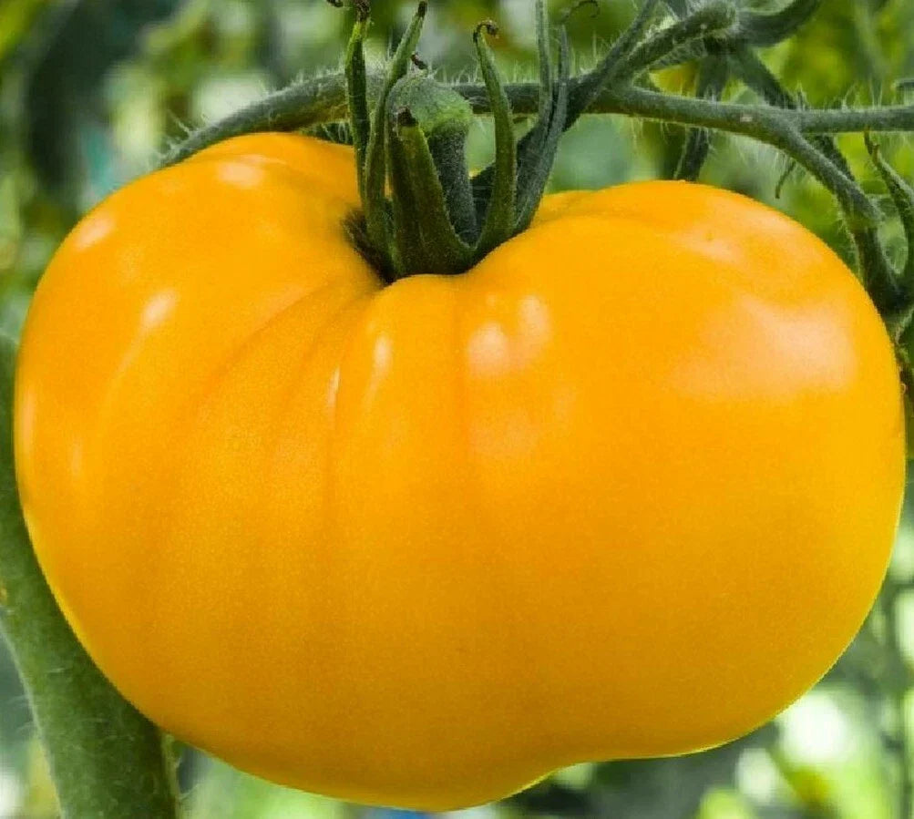 Yellow Brandywine Tomato Seeds – Indeterminate Heirloom Vegetable Garden Seeds, Solanum lycopersicum, 50+ Pack