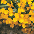 Mexican Mint Marigold Seeds - Tagetes lucida Herb - Spanish Tarragon - Culinary Herb - 100+ Seeds for Garden & Indoor Use