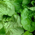Viroflay Spinach Seeds - Heirloom NON-GMO Organic Garden Seeds for Spinacia oleracea, Large Tender Leaves, Easy to Grow