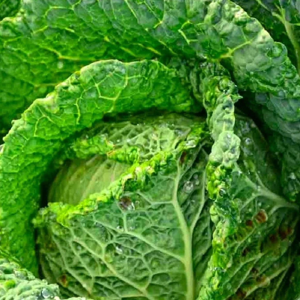 Savoy Perfection Cabbage Seeds, Non-GMO Heirloom, Green Varietal, Brassica oleracea Seeds for Garden, Salad, and Cooking
