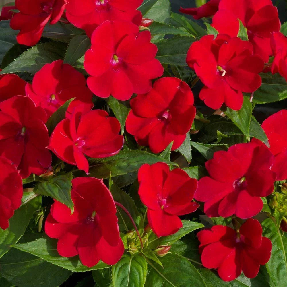 Busy Lizzy Impatiens Seeds - 1000 Count - Royal Red - Impatiens walleriana - Sun & Shade Garden Flower Seeds