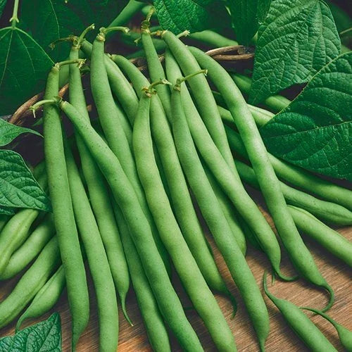 Organic Bush Bean Seeds - Provider Variety, 75 Seeds, Non-GMO, Heirloom, Vegetable Garden, Phaseolus vulgaris