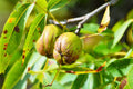 Shellbark Hickory Tree Seed - King Nut Variety, Carya Laciniosa, Native Nut Tree for Planting, Wildlife & Landscape