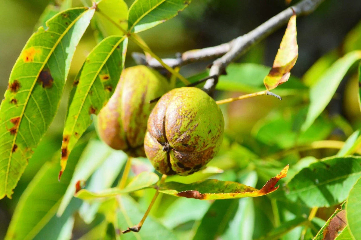 Shellbark Hickory Tree Seed - King Nut Variety, Carya Laciniosa, Native Nut Tree for Planting, Wildlife & Landscape
