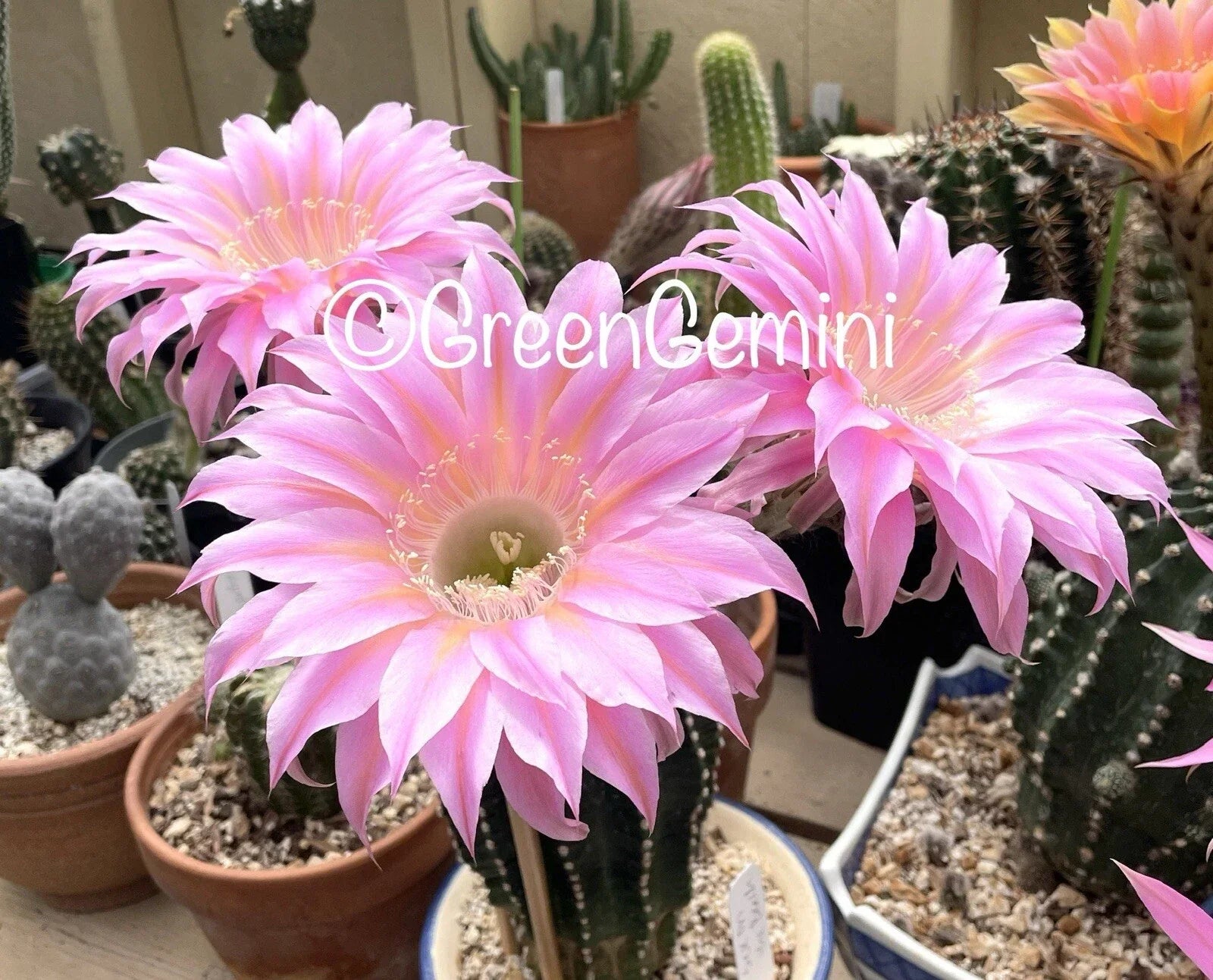 Rare Echinopsis Cactus Pup - Fragrant Hybrid Succulent in 4-Inch Pot | Echinopsis spp.