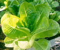 Little Caesar Lettuce Seeds - 250+ Non-GMO Romaine Lettuce Seeds for Home Gardening - Lactuca sativa, Crisp Salad Leaves