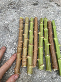Yuca Cassava Live Cuttings 5-8 Inches Organic Manihot Esculenta Stem 5 Pack for Gardening and Farming