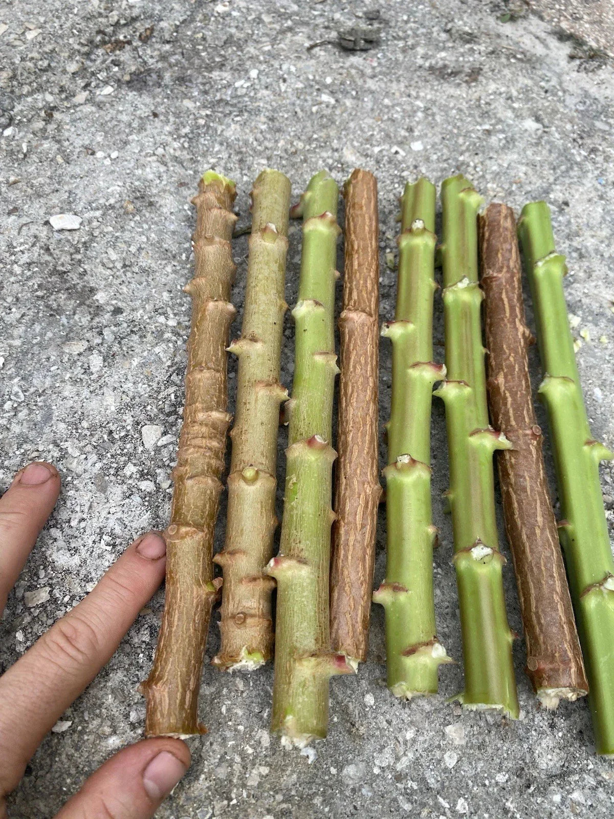 Yuca Cassava Live Cuttings 5-8 Inches Organic Manihot Esculenta Stem 5 Pack for Gardening and Farming
