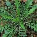 Shepherd's Purse Seeds 500+ Capsella Bursa-pastoris Edible Greens Organic Gardening Planting