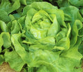 White Boston Lettuce Seeds – Non-GMO Butterhead Lettuce, Lactuca sativa, 600+ Seeds for Home Gardens & Containers