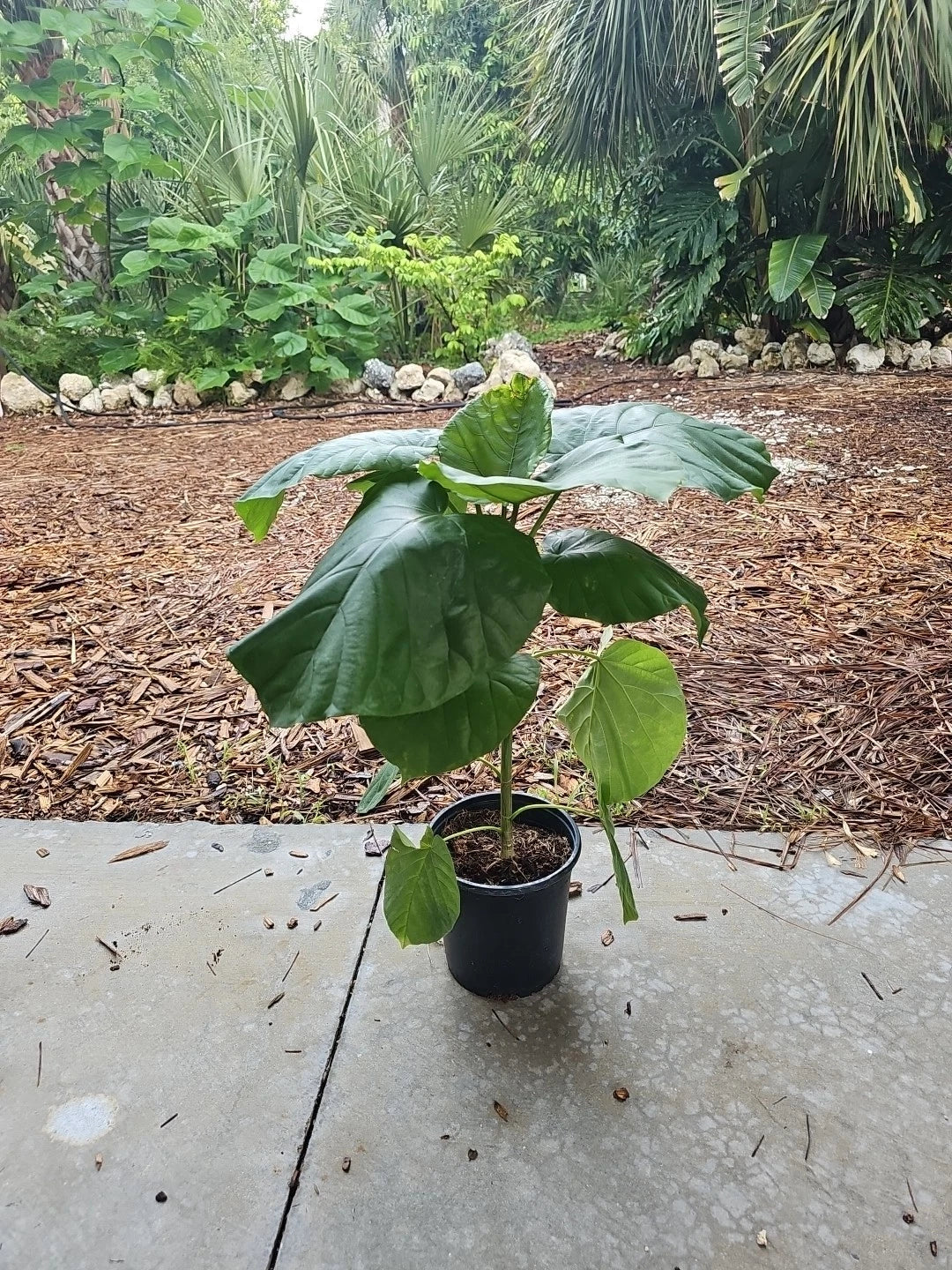 Rare Ficus Umbrellata Umbellata Tree Fig 24" Live Indoor Houseplant, Tropical Foliage, Easy Care