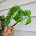 Rare Live Plant Cutting - Epipremnum Pinnatum Variegated Albo Rooted Climbing Vine
