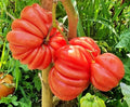Mushroom Basket Tomato Seeds - Organic Heirloom Solanum lycopersicum - 40 Seeds for Container Gardening, Small Spaces, USA Grown