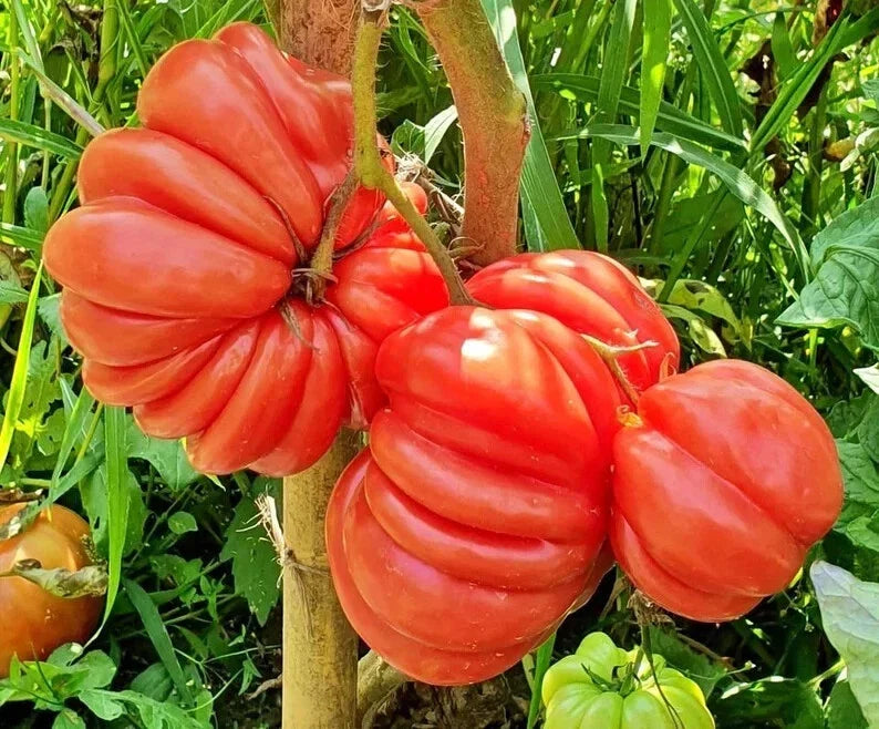 Mushroom Basket Tomato Seeds - Organic Heirloom Solanum lycopersicum - 40 Seeds for Container Gardening, Small Spaces, USA Grown