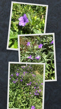 Live Bare Rooted Mexican Petunia Plants - 10 Pack - Ruellia Simplex Purple Perennials