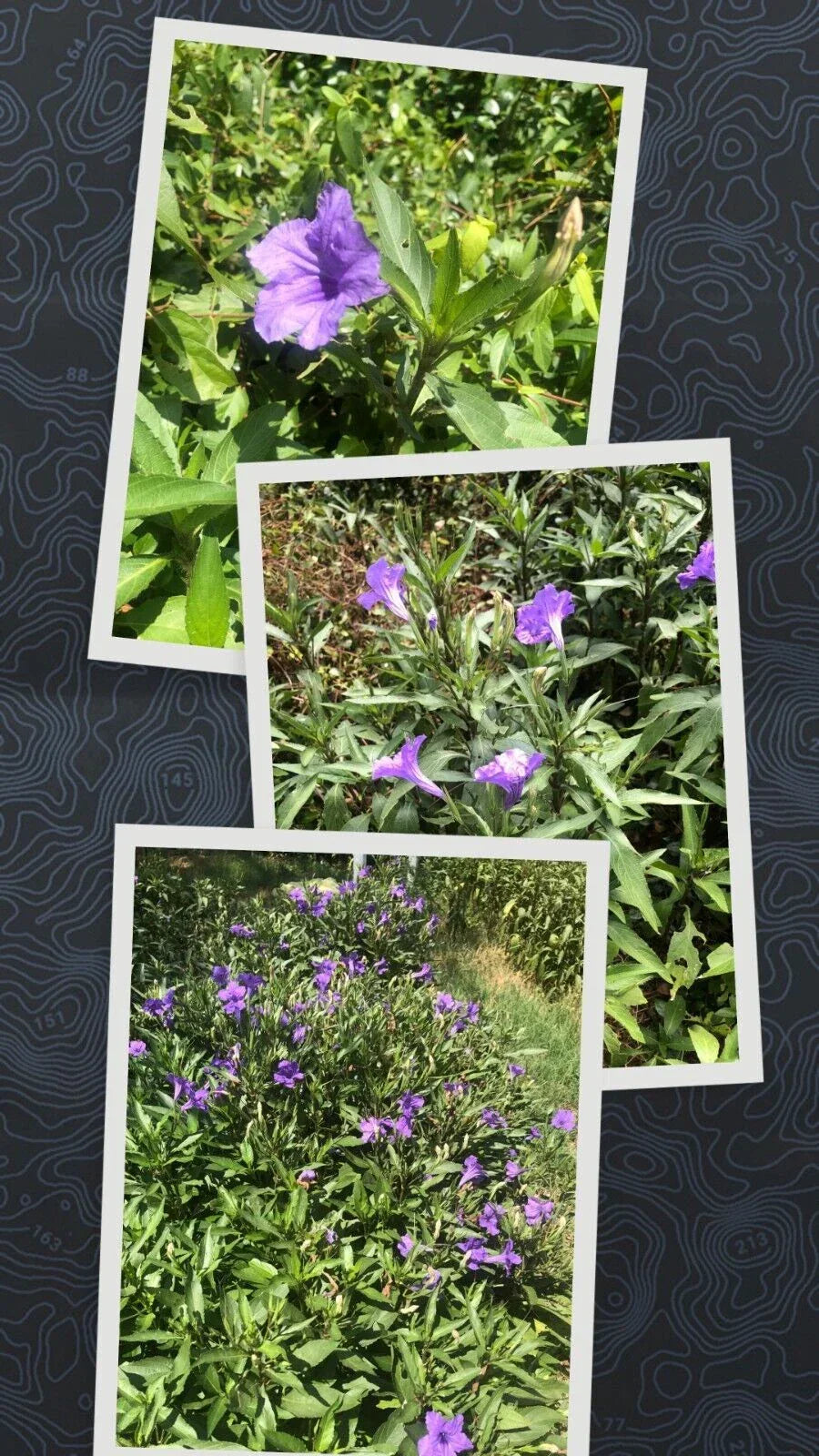 Live Bare Rooted Mexican Petunia Plants - 10 Pack - Ruellia Simplex Purple Perennials