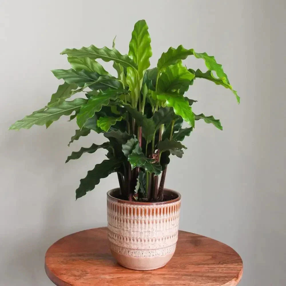 Furry Feather Calathea Seeds - Calathea rufibarba - Indoor/Outdoor Planting - Garden Seeds for Landscaping & Container Gardening