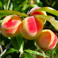 Nemaguard Peach Tree Seeds | Prunus Persica Rootstock for Fruit Cultivation | Garden & Orchard Planting