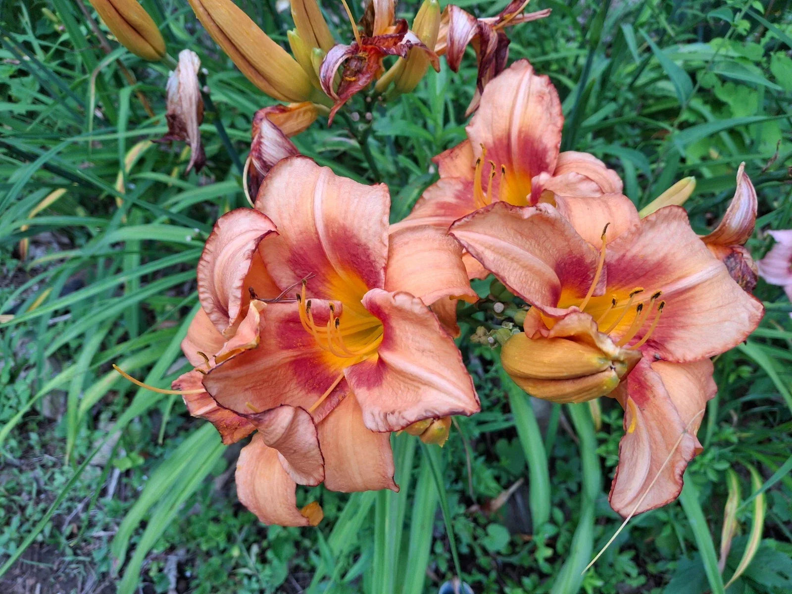Daylily Starter Fan Bareroot - Hemerocallis 'Pirates Venture' - Live Plant for Gardens & Landscapes