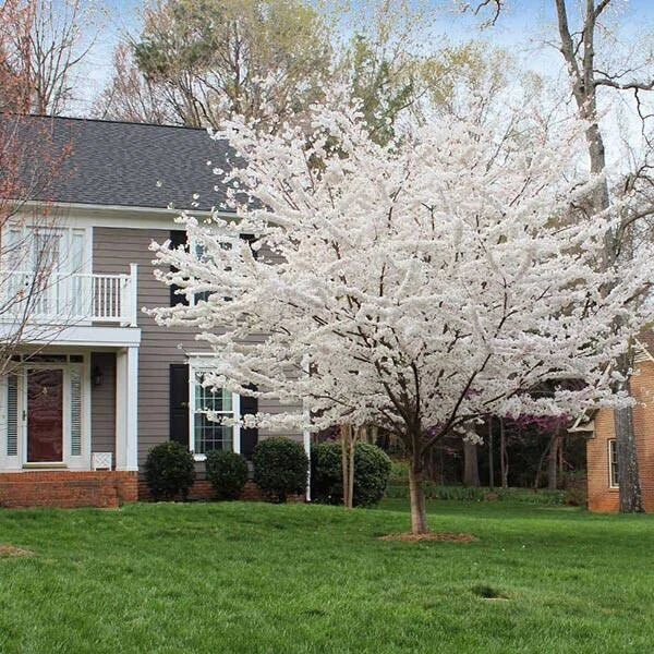 White Redbud Tree Seeds - 20 Pack Cercis canadensis var. alba for Gardens & Landscaping, Spring Blooming
