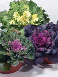 Ornamental Cabbage Seeds - Osaka Mix, 40 Seeds, Brassica oleracea, Colorful Foliage, Fall & Winter Garden, Easy to Grow