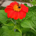 Mexican Torch Sunflower Seeds - 100+ Pack - Bright Orange & Yellow Blooms - Attracts Bees, Butterflies, Hummingbirds - Tithonia rotundifolia