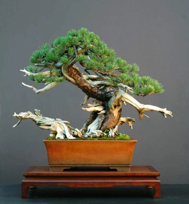 Dwarf Mugo Pine Bonsai Tree Seeds - Pinus mugo pumilio - Compact Evergreen for Indoor Outdoor Gardening - 30 Pack