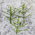 Unrooted Pencil Cactus Cutting - Euphorbia tirucalli Succulent for Propagation & Indoor Gardening