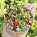 Rare Beauty Mini Succulent Seeds 100pcs Mixed Variety for Indoor & Outdoor Gardening, Easy to Grow, Compact Rosette-Forming