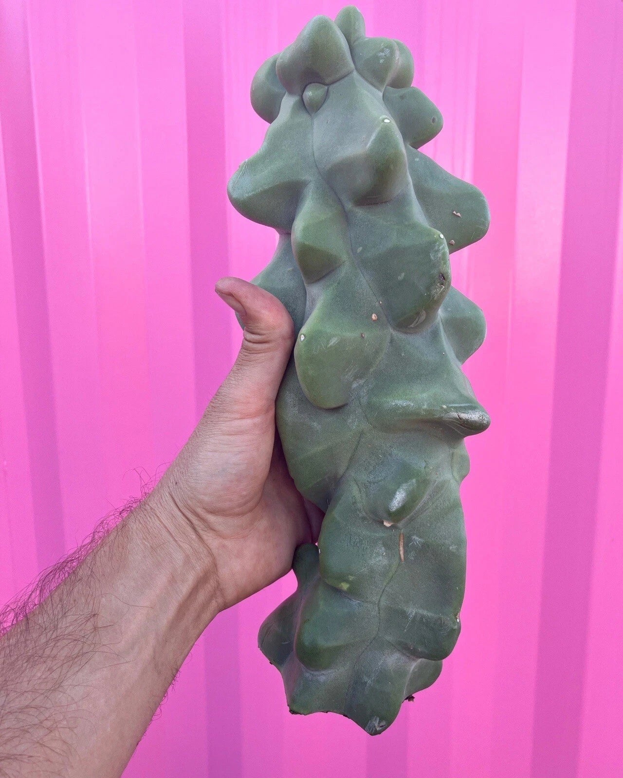 Totem Pole Obesa Cactus Cuttings 9.5-12 inches | Unique Succulent Plant | Lophocereus schottii var. monstrosus