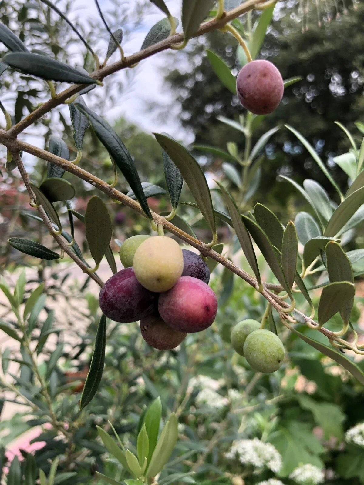 Organic Olive Tree Starter Plant - Arbequina Variety - Live 6-10 Inch Olea europaea in 2.5x3.5 Pot