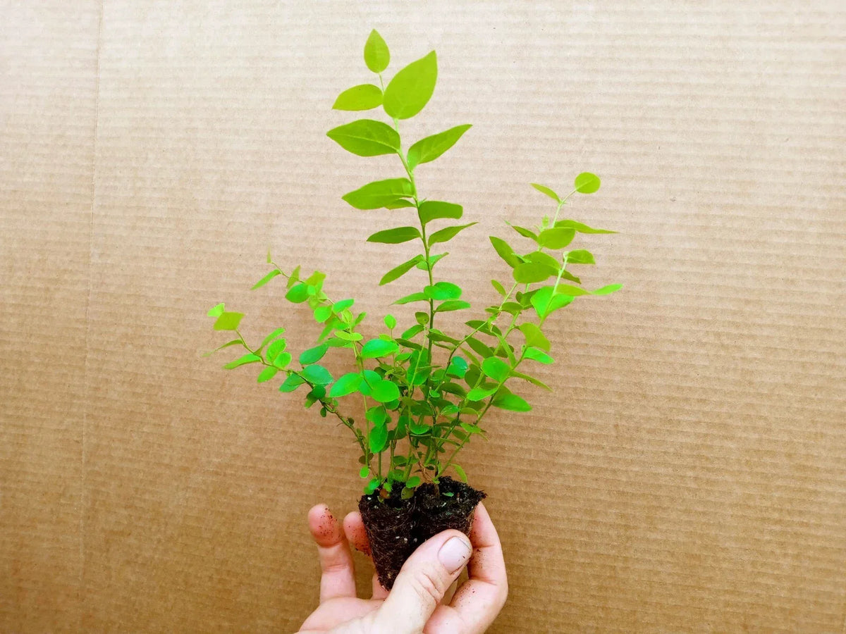 Blueberry Starter Plants 2 Pack - Biloxi Vaccinium corymbosum - High Yield, Pesticide-Free, Zones 5-10