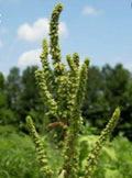 Red-Root Amaranth Seeds, Non-GMO Herb, Amaranthus retroflexus, Pigweed, Culinary & Ornamental, 150 Seeds