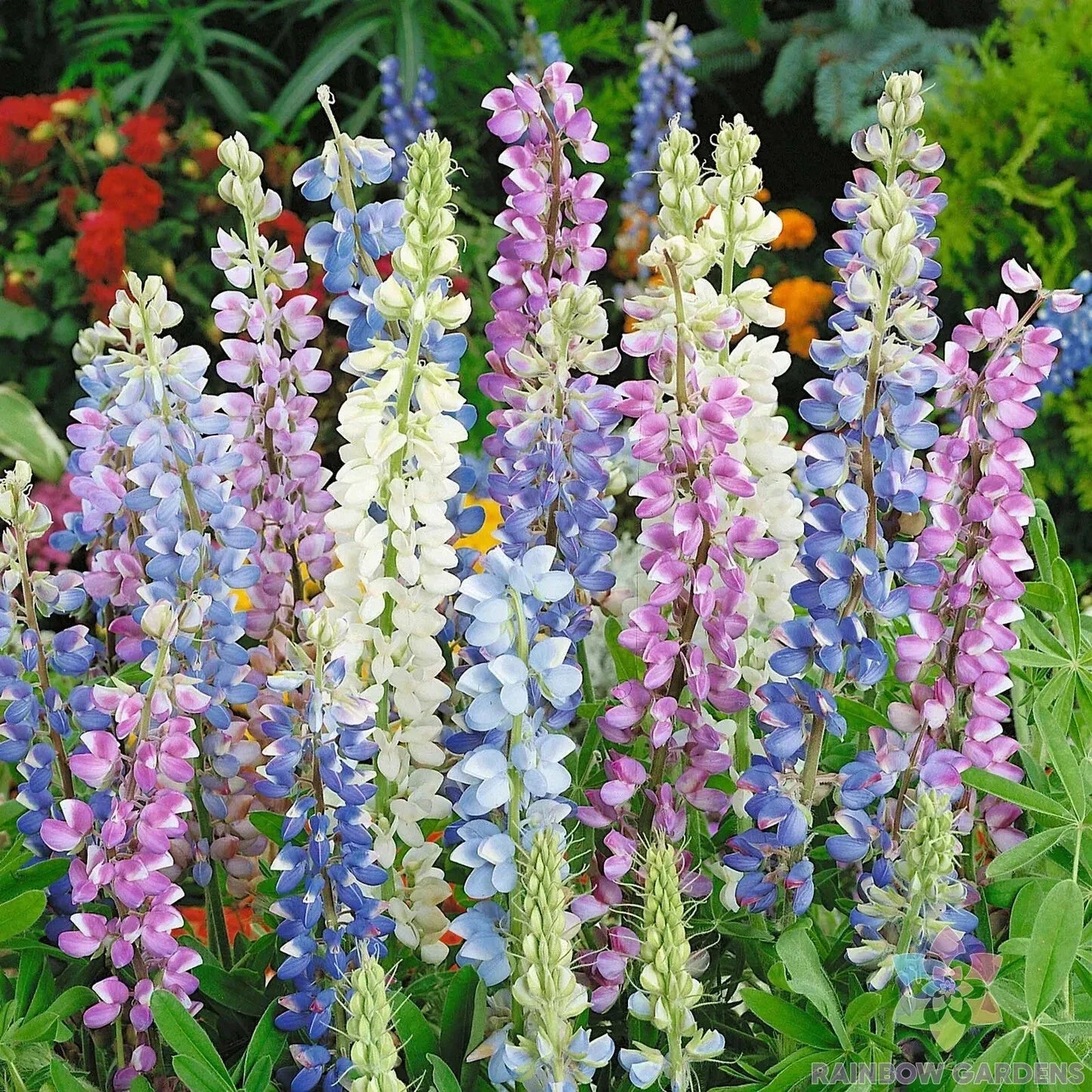 Lupine Seeds Mix - 25+ Hartwegii Varieties for Garden Planting - Perennial Flowers, Pollinator Attractant, USA Grown