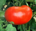 Burpee Big Boy Tomato Seeds – Organic Hybrid, Non-GMO, Juicy, Large Tomatoes for Home Gardening, 30+ Seeds